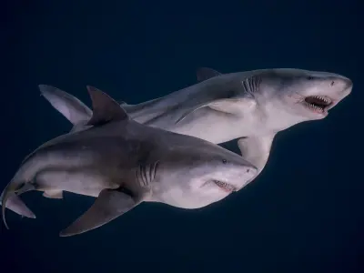 Bull Sharks Low-poly 3D model