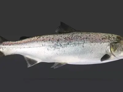Realistic Salmon Animated 3D model