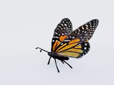 Butterfly Free 3D model