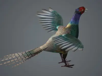 pheasant bird feathers feather birds animals  nature 3D model