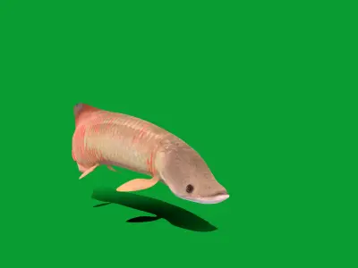 Arapaima Pirarucu Fish Low-poly 3D model