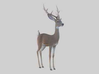 White-tailed deer Low-poly 3D model
