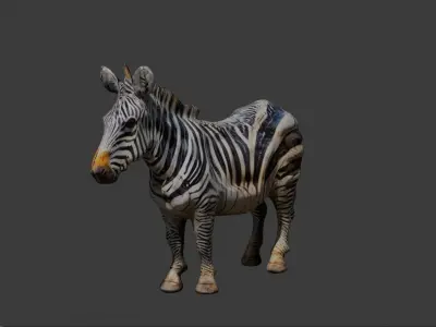 Zebra 3d Model Free Free 3D model