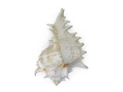 Shell 03 - Low and High Poly Versions  Low-poly 3D model