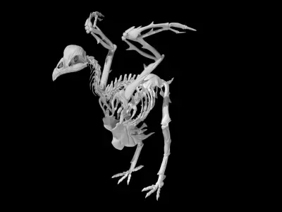 Chicken skeleton Low-poly 3D model