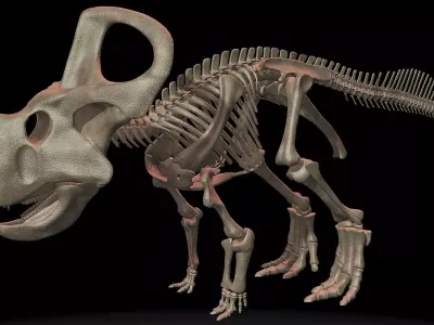 Protoceratops skeleton 3D model