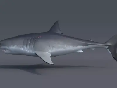 Great white shark - Carcharodon carcharias 3D model