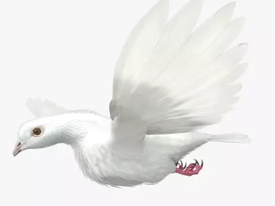 Dove - rigged - animated 3D model