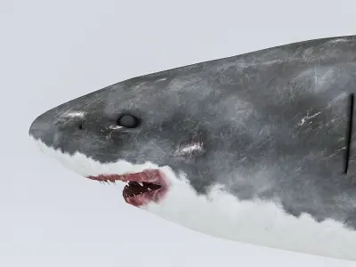 3D Rigged Shark Model Low-poly 3D model