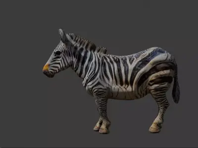 Zebra 3d Model Free Free 3D model