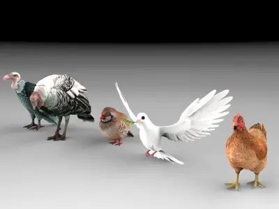Bird group Chicken dove peace partridge vulture and turkey 3D model