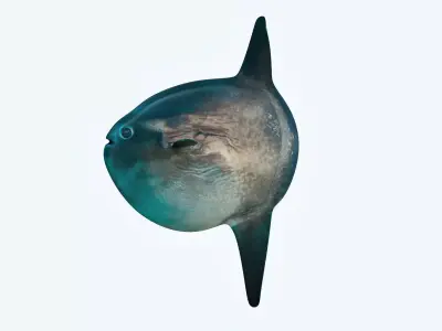 Sunfish close up of tuna fish 3D model