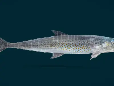 Spanish Mackerels Fish Animated 3D model