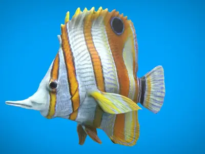 CORAL FISH Low-poly 3D model