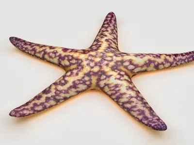 Starfish Sea star Low-poly 3D model