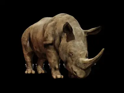 Rhino rhinoceros 3D model