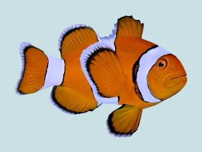 Fish Amphiprion percula Low-poly 3D model