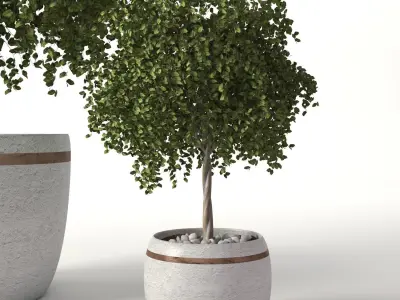 Greanplants two trees in pots Free 3D model