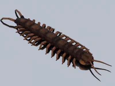 Centipede Low-poly 3D model