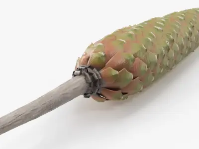 Green Pine Seed Cone 3D model