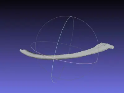 Psittacosaurus Left Dorsal Rib 2 Mirrored Free 3D print model