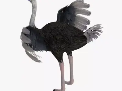Ostrich bird rigged 3d model Low-poly 3D model