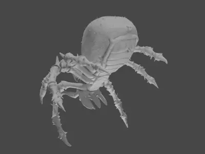 Spider 3D model