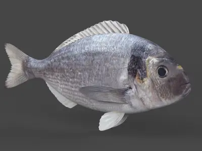 Dorado Fish 3D model