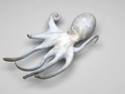 Octopus 3D model