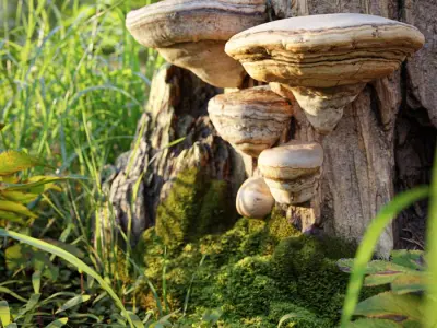  Small and Medium Polypores Tree Fungus Models Collection 