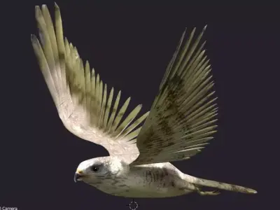 hawk animated Low-poly 3D model