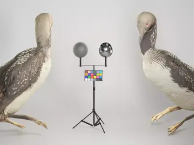 Common loon 08 Low-poly 3D model