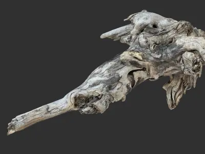 Tree Root 3D Scan 3D model