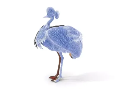 Majestic Gray Crowned Crane model pack Low-poly 3D model