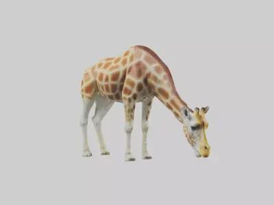 Camelopardalis Giraffe grazing model Low-poly 3D model