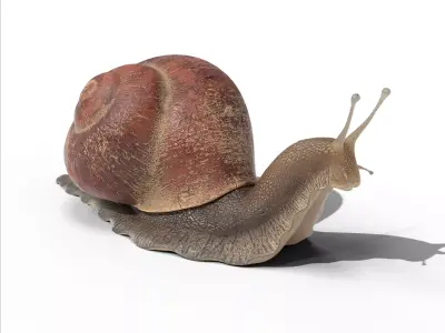 Garden snail Low-poly 3D model