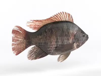 Tilapia Fish 3D model