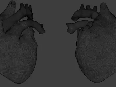 Heart human Low-poly 3D model