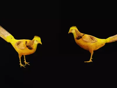 Chinese Golden Pheasant Bird Free low-poly 3D model