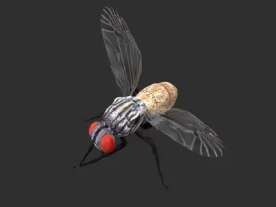 housefly fly Low-poly 3D model