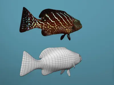 Tiger Grouper Low-poly 3D model