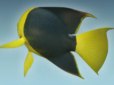 Angle Fish 18 3D model
