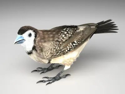 Double-Barred Finch - rigged - animated 3D model