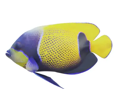 Blue girdled Angelfish set 04 3D model