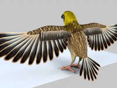 Baya Weaver 3D model