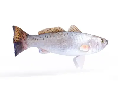 Spotted Seatrout Fish 3D model