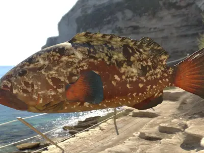 Grouper photorealistic sea fish 3d model Rigged Animated Low-poly 3D model