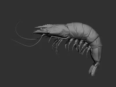 Shrimp insect 3D model