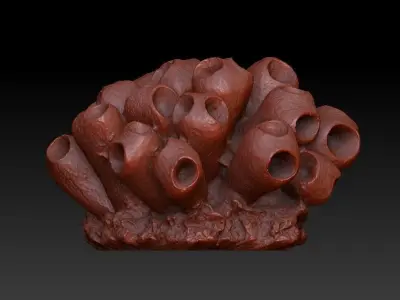 Sea Coral Scan 5 3D model