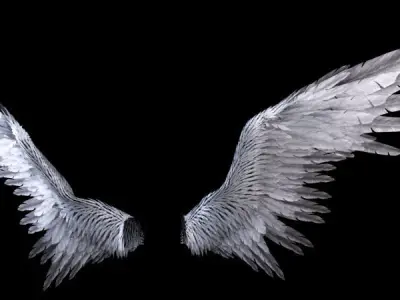 Angel Wings  3D model